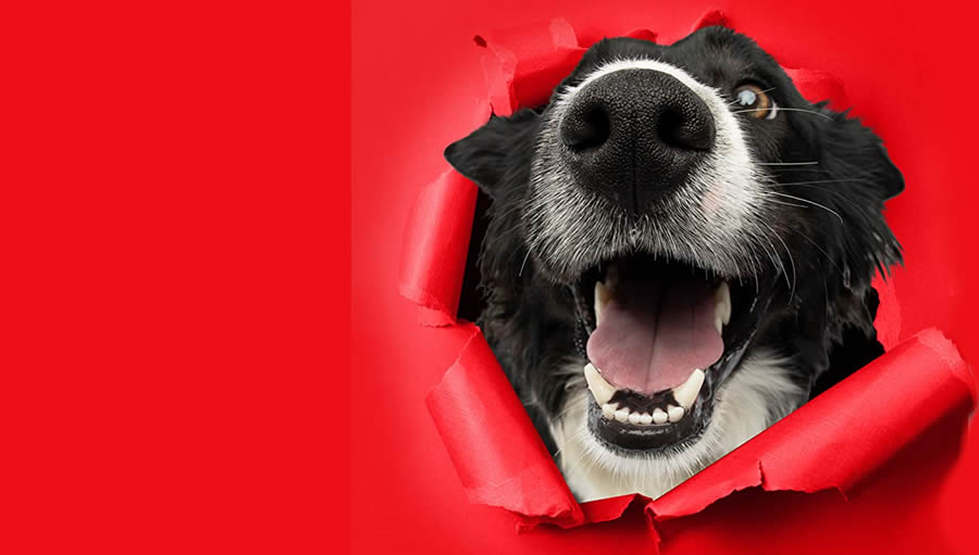 Milk-Bone Dog Treats