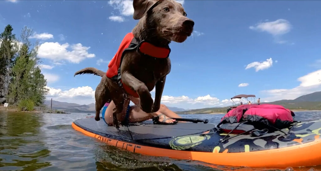 Outward Hound Dog Life Jacket