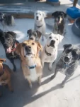 Breed-specific supplies and care tips for happy, healthy dogs.