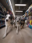 Puppy care tips and products for a happy and active young dog.