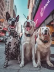 Halo Cat GPS Tracker in South Yonkers, NY apartment