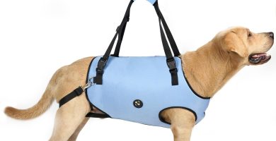 Got a pup with mobility issues? This harness is a game-changer! It's super comfy and supportive